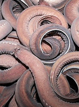 활미국산곰장어(1kg)