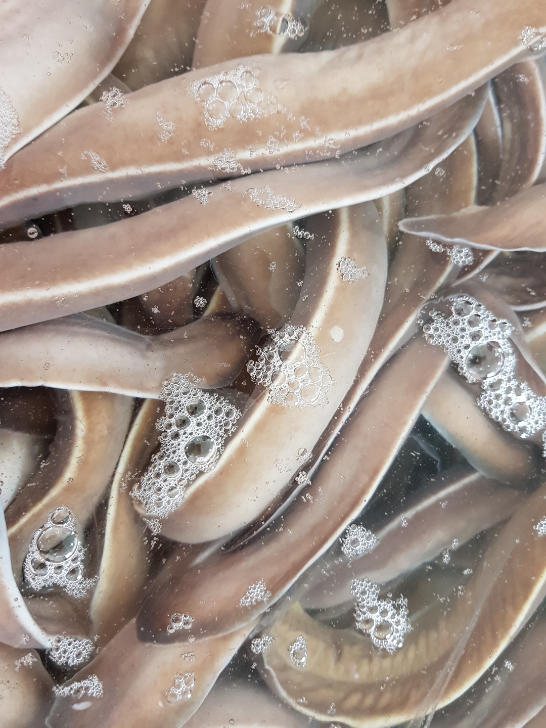활국산곰장어(1kg)