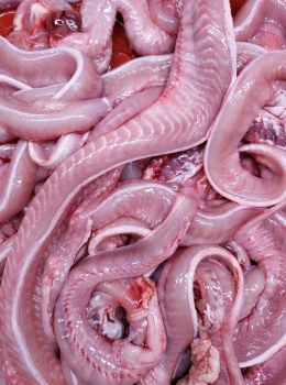 활국산곰장어(1kg)